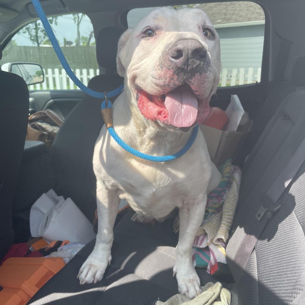 Enlarge Ricky, a Adoptable Mixed Breed in Dickinson, TX image 2/6