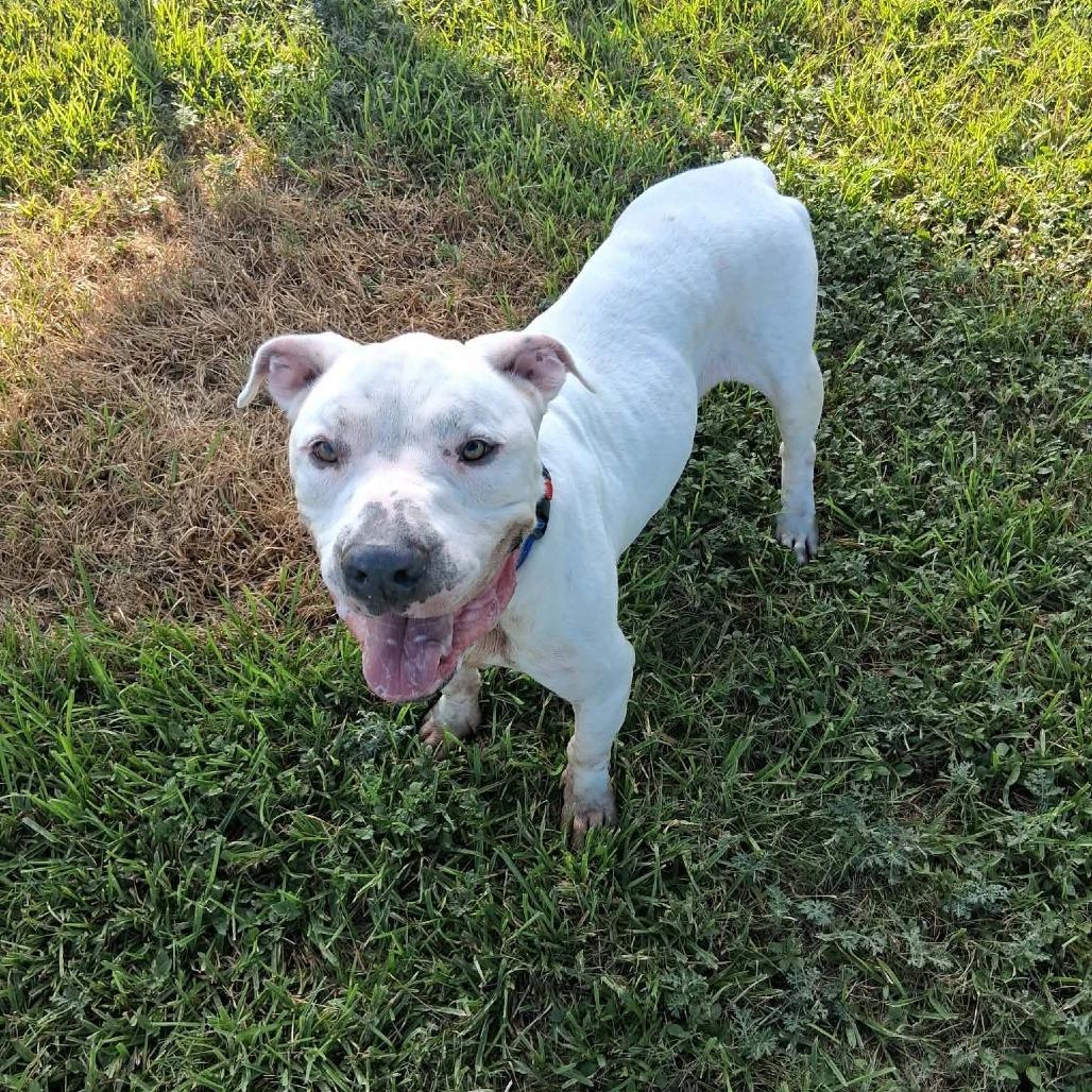 Enlarge Ricky, a Adoptable Mixed Breed in Dickinson, TX image 3/6
