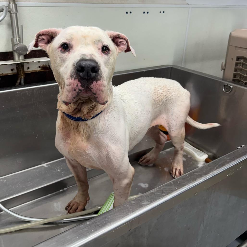 Enlarge Ricky, a Adoptable Mixed Breed in Dickinson, TX image 4/6