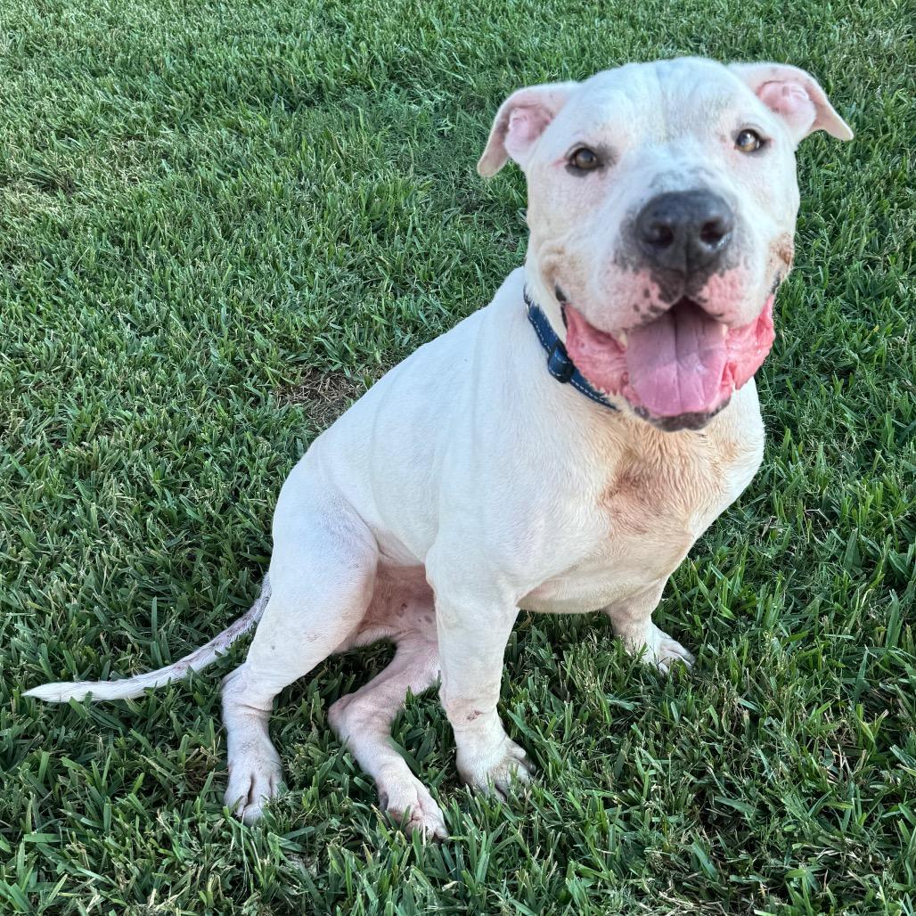 Enlarge Ricky, a Adoptable Mixed Breed in Dickinson, TX image 5/6