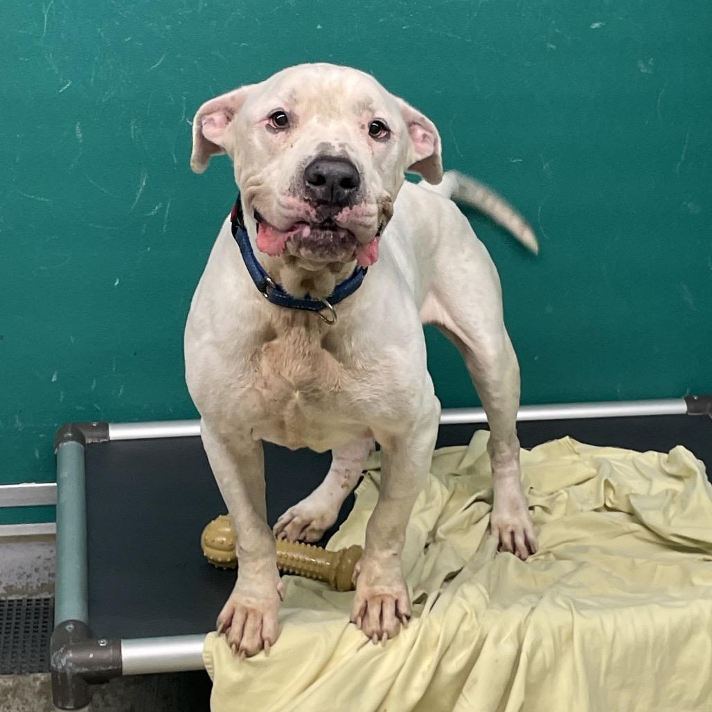 Enlarge Ricky, a Adoptable Mixed Breed in Dickinson, TX image 6/6