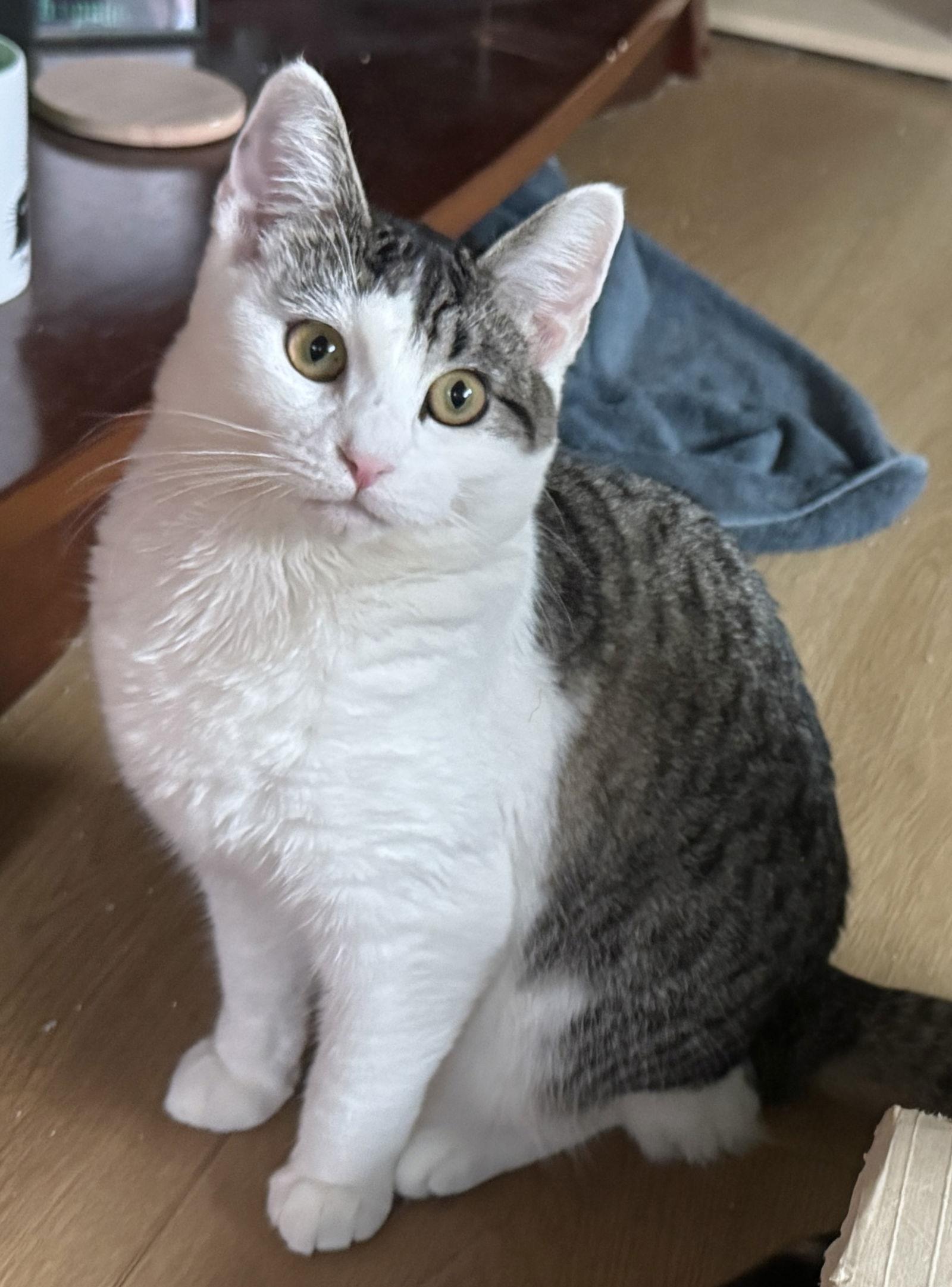 Blossom - best bosom buddy - CCC, Adoptable, Kitten Female Tabby & Domestic Short Hair.