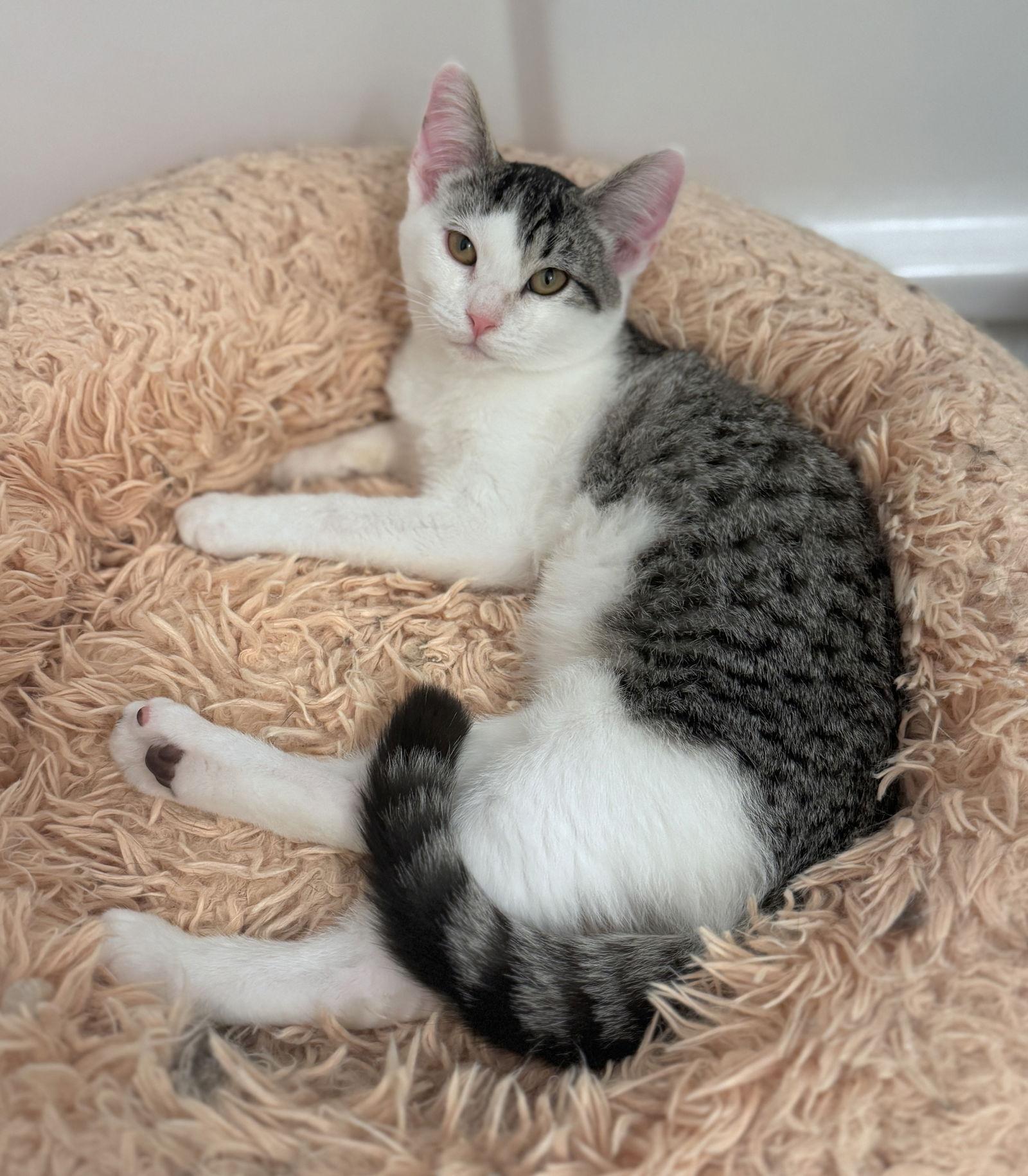 Enlarge Blossom - best bosom buddy, a Adoptable mixed breed in San Luis Obispo, CA image 1/1