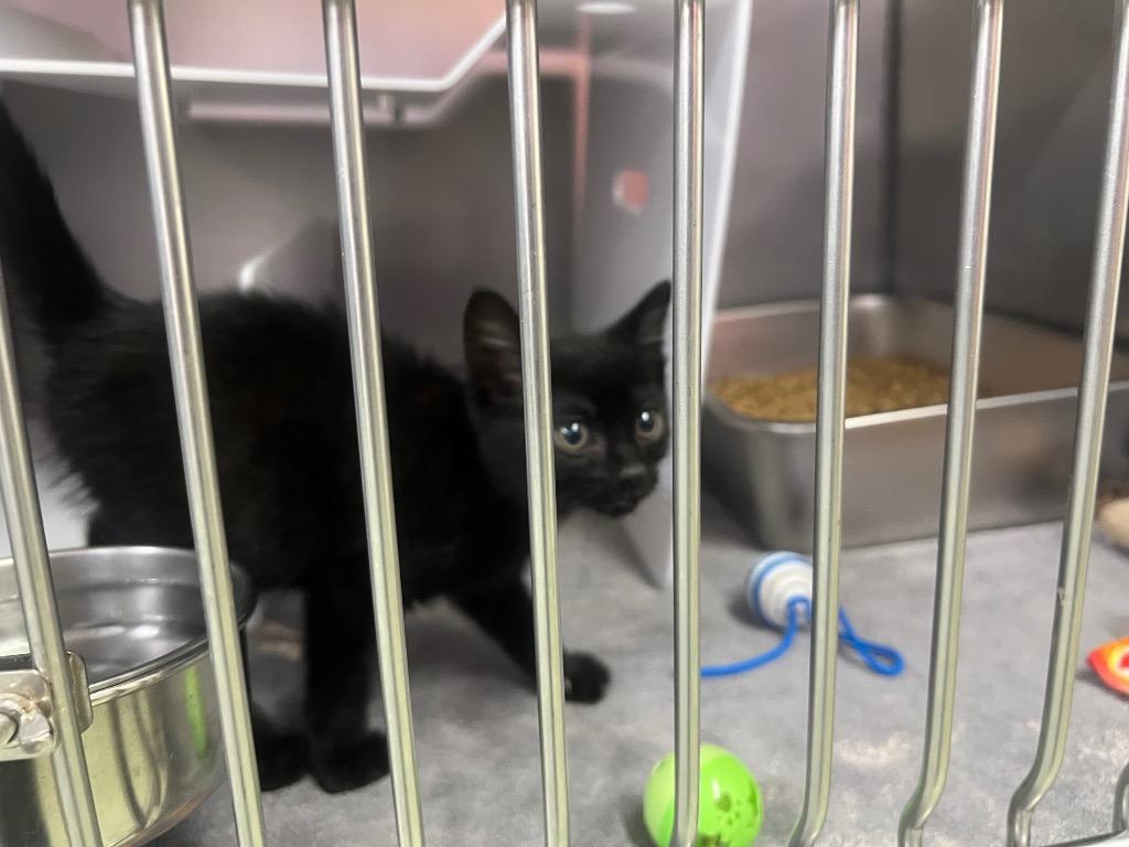 Denny, Adoptable, Kitten Male Domestic Medium Hair.