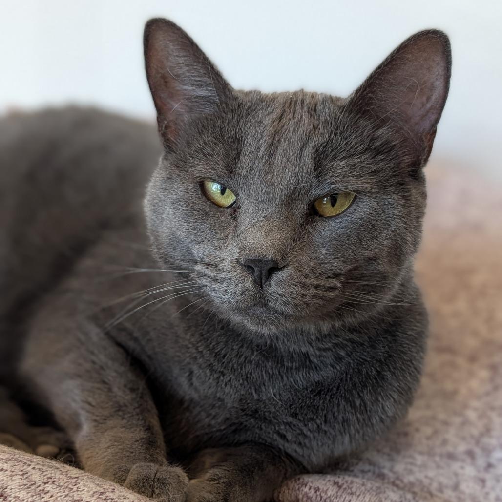 Nola, Adoptable, Adult Female Domestic Short Hair.