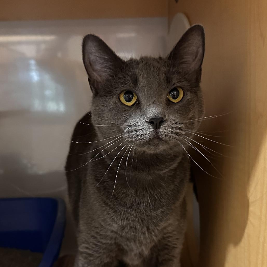 Enlarge Nola, a Adoptable Domestic Short Hair in Washington Township, OH image 2/6