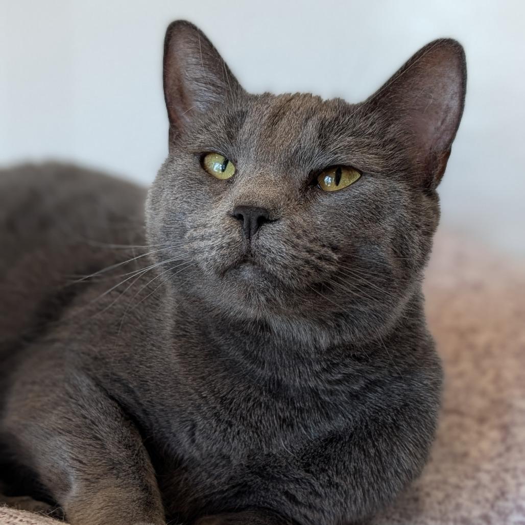 Enlarge Nola, a Adoptable Domestic Short Hair in Washington Township, OH image 3/6