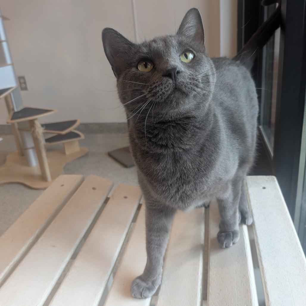 Enlarge Nola, a Adoptable Domestic Short Hair in Washington Township, OH image 4/6