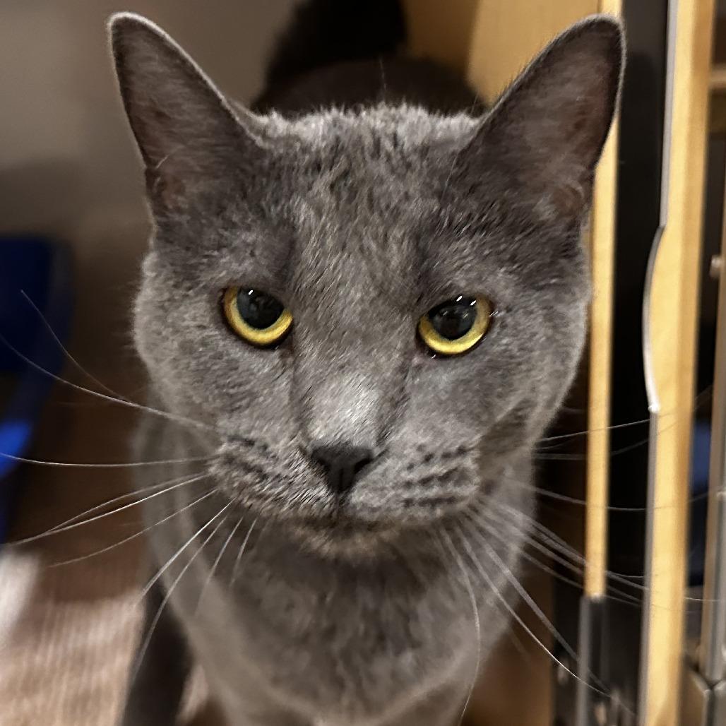 Enlarge Nola, a Adoptable Domestic Short Hair in Washington Township, OH image 5/6