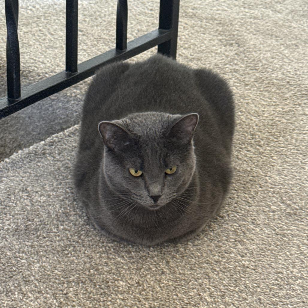 Enlarge Nola, a Adoptable Domestic Short Hair in Washington Township, OH image 6/6