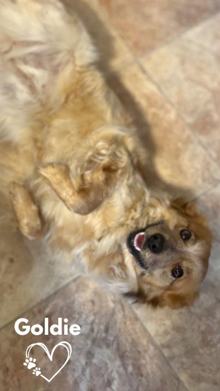 Enlarge Goldie, a Adopted Corgi in Monte Vista, CO image 1/3