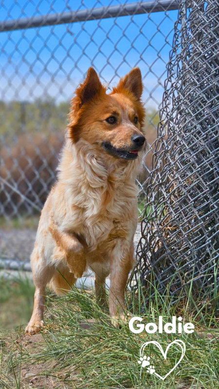Enlarge Goldie, a Adopted Corgi in Monte Vista, CO image 2/3