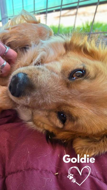 Enlarge Goldie, a Adopted Corgi in Monte Vista, CO image 3/3