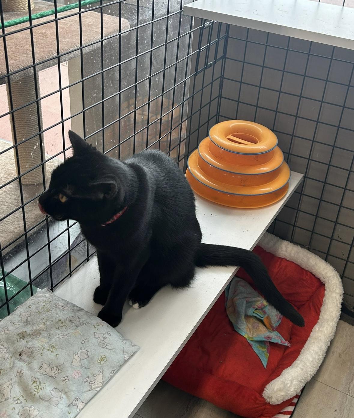 Enlarge White Toes-Pet Valu Oakville, a ADOPTABLE Domestic Short Hair in Mississauga, ON image 4/6