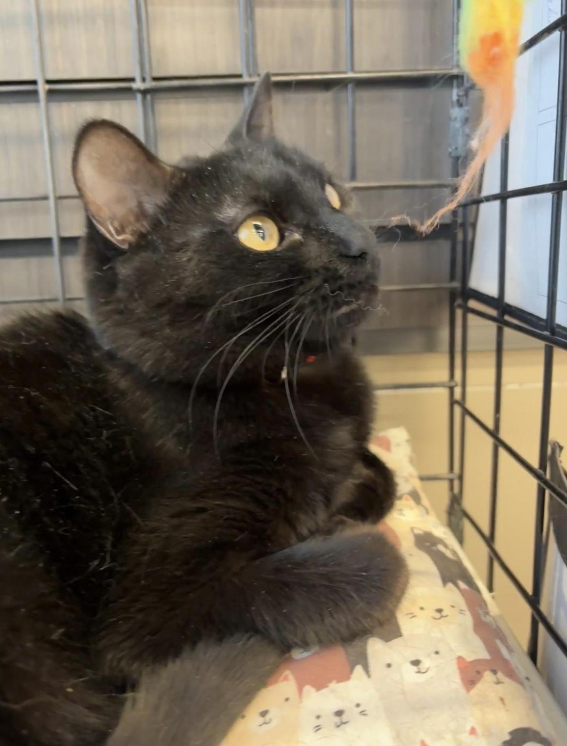 Enlarge White Toes-Pet Valu Oakville, a ADOPTABLE Domestic Short Hair in Mississauga, ON image 6/6