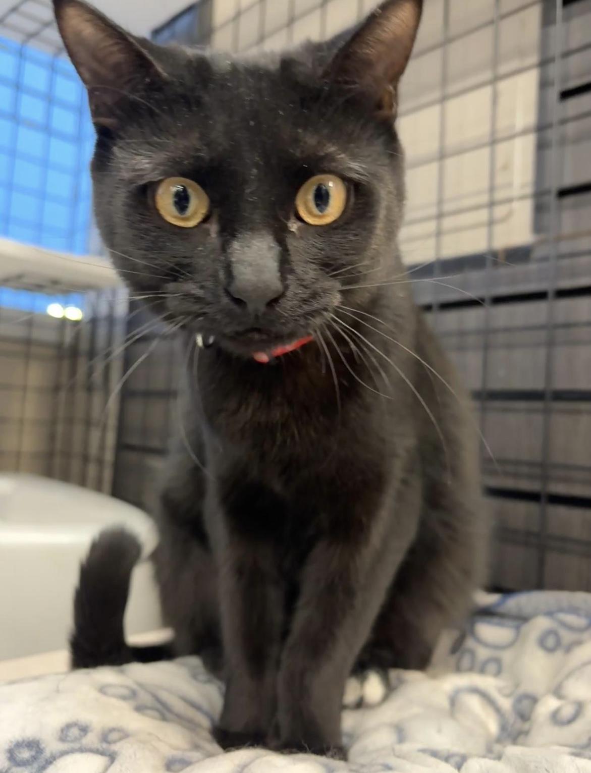 White Toes-Pet Valu Oakville, ADOPTABLE, Young Female Domestic Short Hair.