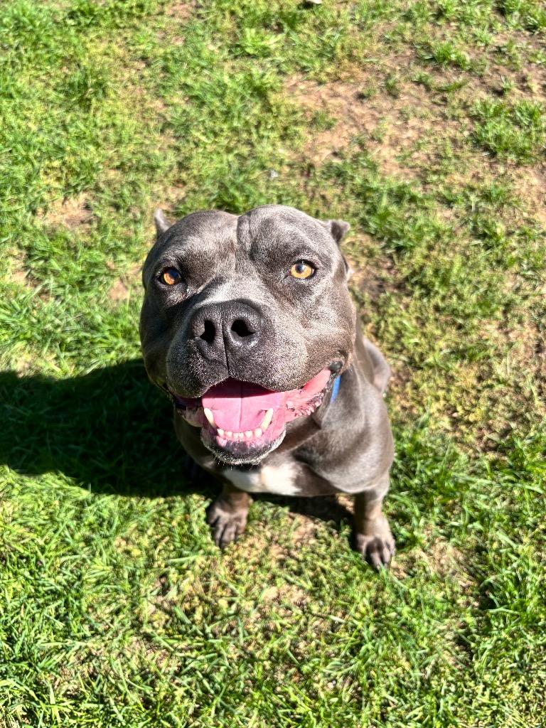 Hippo (JAX), Adoptable, Adult Male American Bulldog.