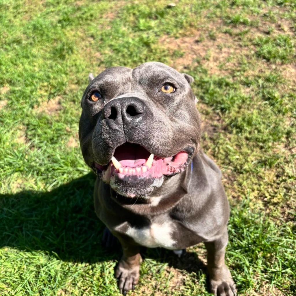 Enlarge Hippo (JAX), a Adoptable mixed breed in Muskegon, MI image 2/5