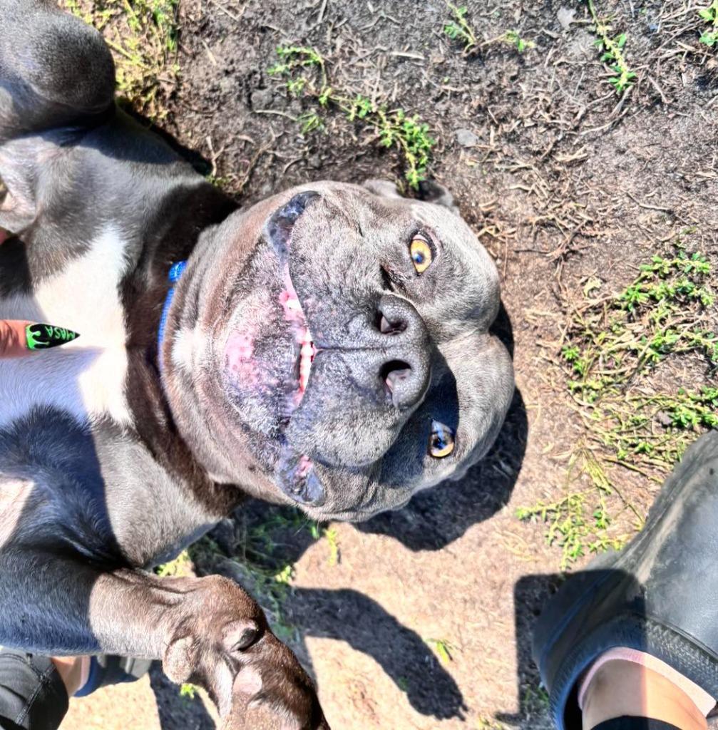 Enlarge Hippo (JAX), a Adoptable mixed breed in Muskegon, MI image 3/5