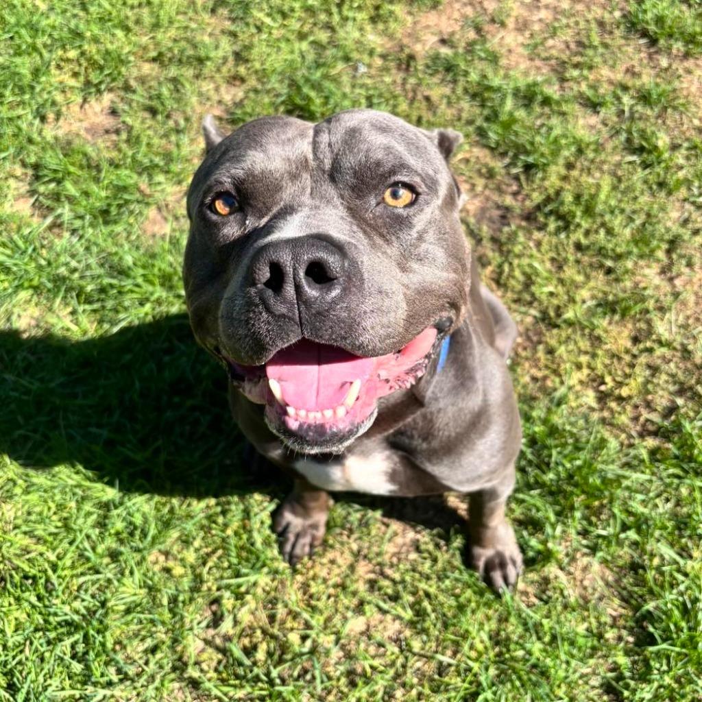 Enlarge Hippo (JAX), a Adoptable mixed breed in Muskegon, MI image 4/5