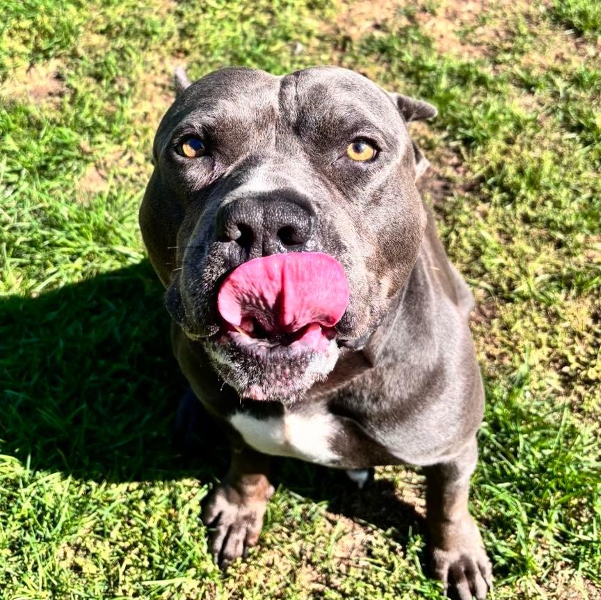 Enlarge Hippo (JAX), a Adoptable mixed breed in Muskegon, MI image 5/5