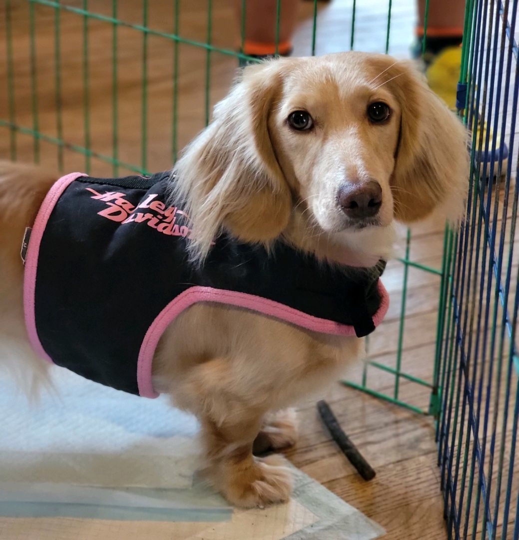 Enlarge Kash-ADOPTED!!!, a Adopted Dachshund in West Bloomfield, MI image 1/2