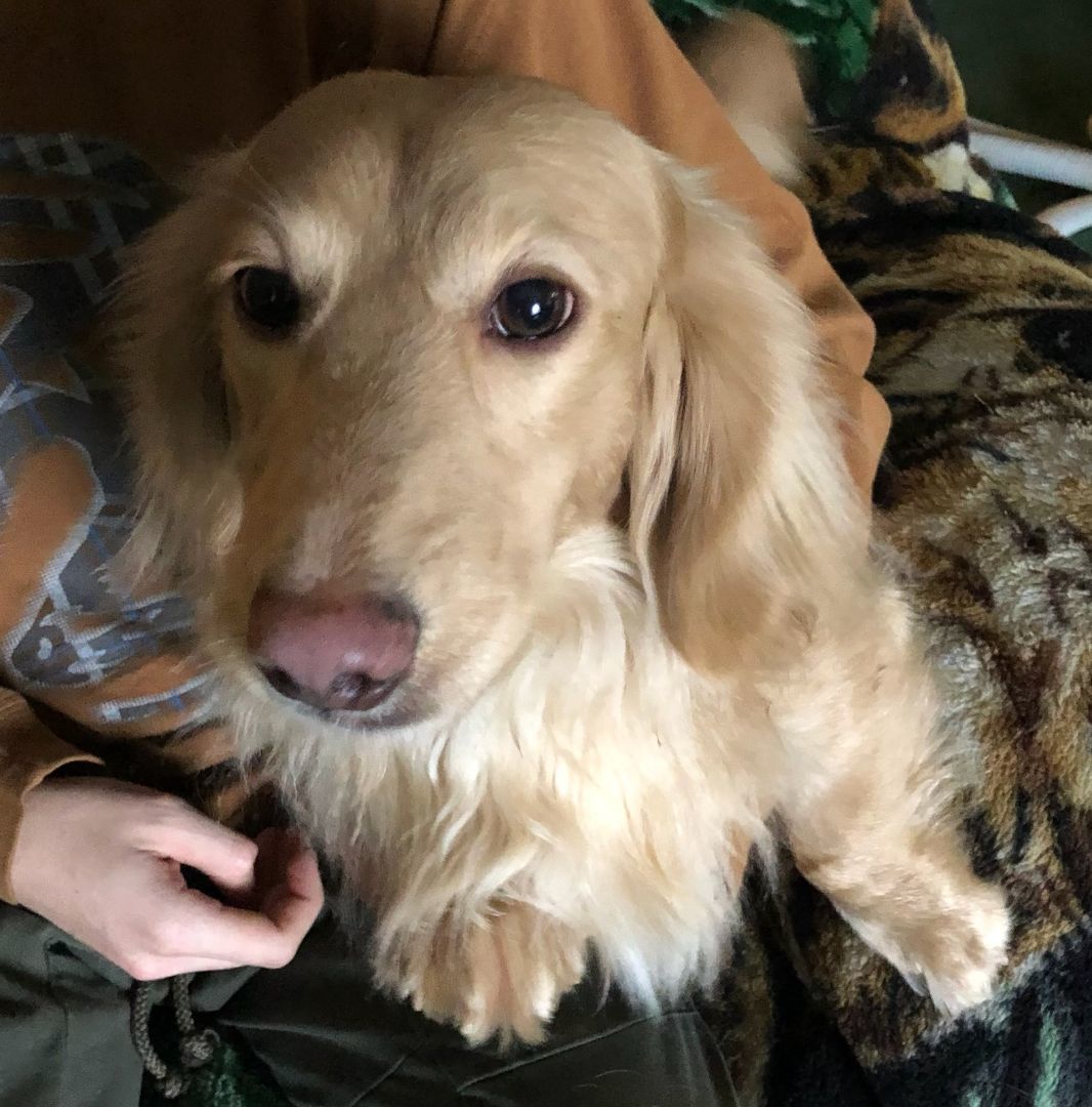 Enlarge Kash-ADOPTED!!!, a Adopted Dachshund in West Bloomfield, MI image 2/2