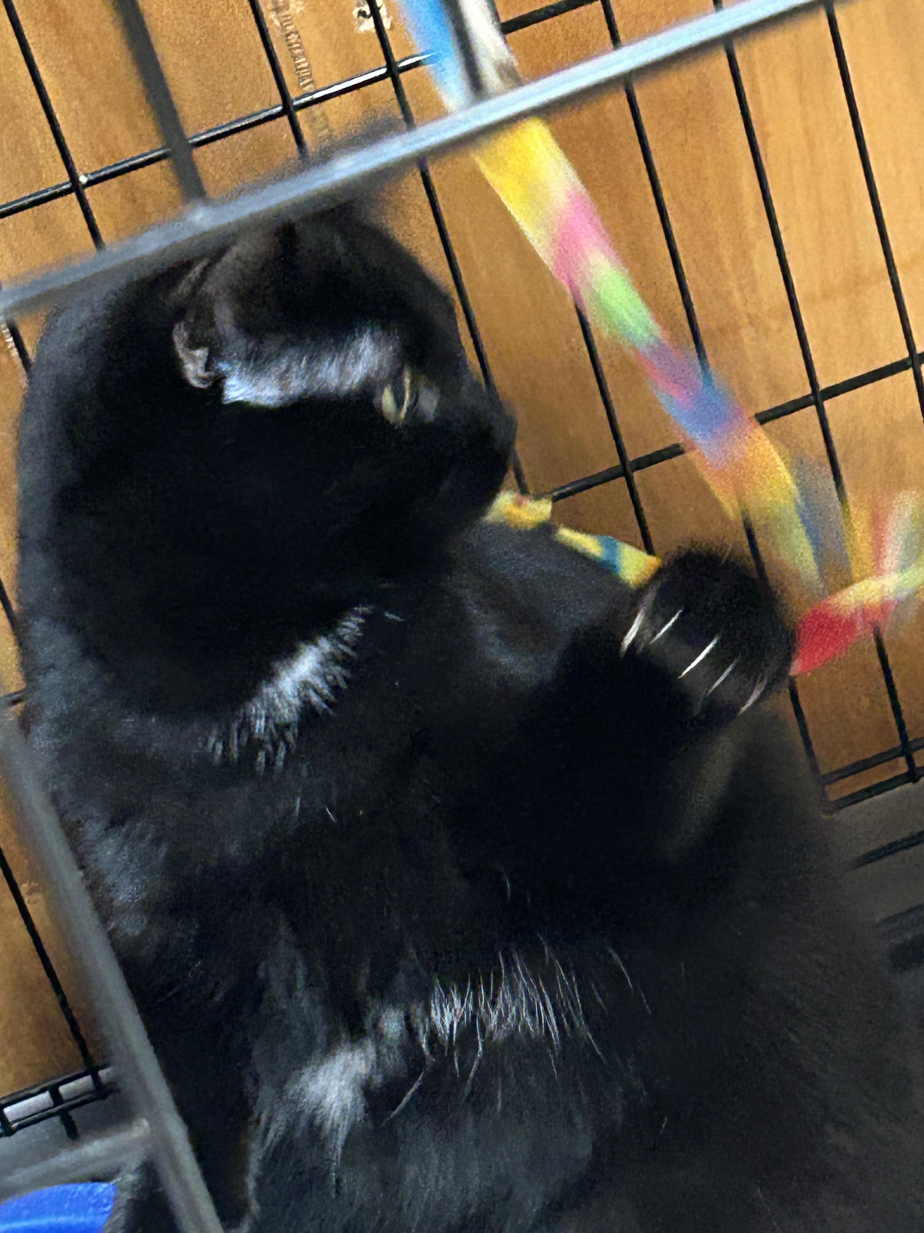 Enlarge Luna, a ADOPTABLE Domestic Short Hair in Kent, WA image 2/3