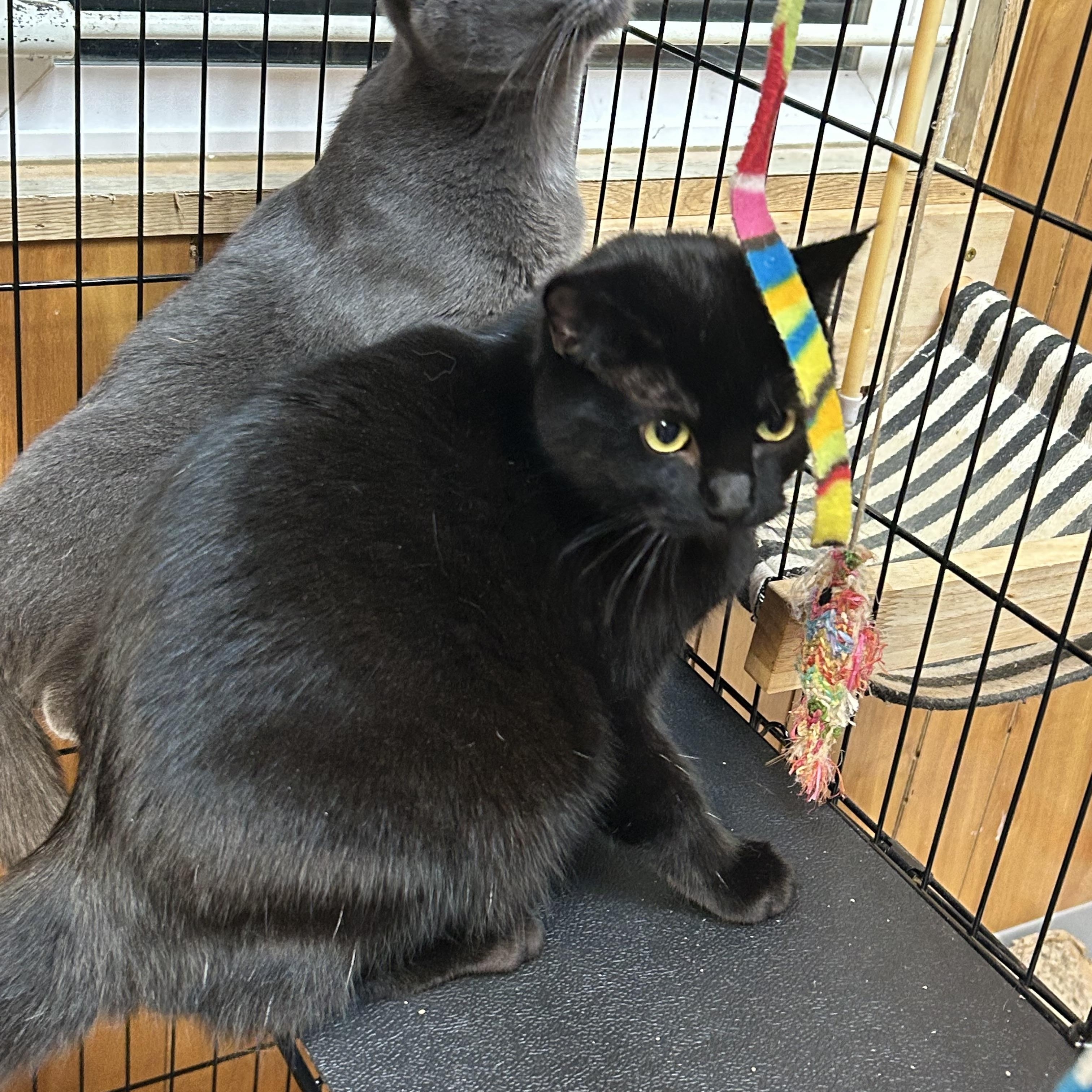 Enlarge Luna, a ADOPTABLE Domestic Short Hair in Kent, WA image 4/4