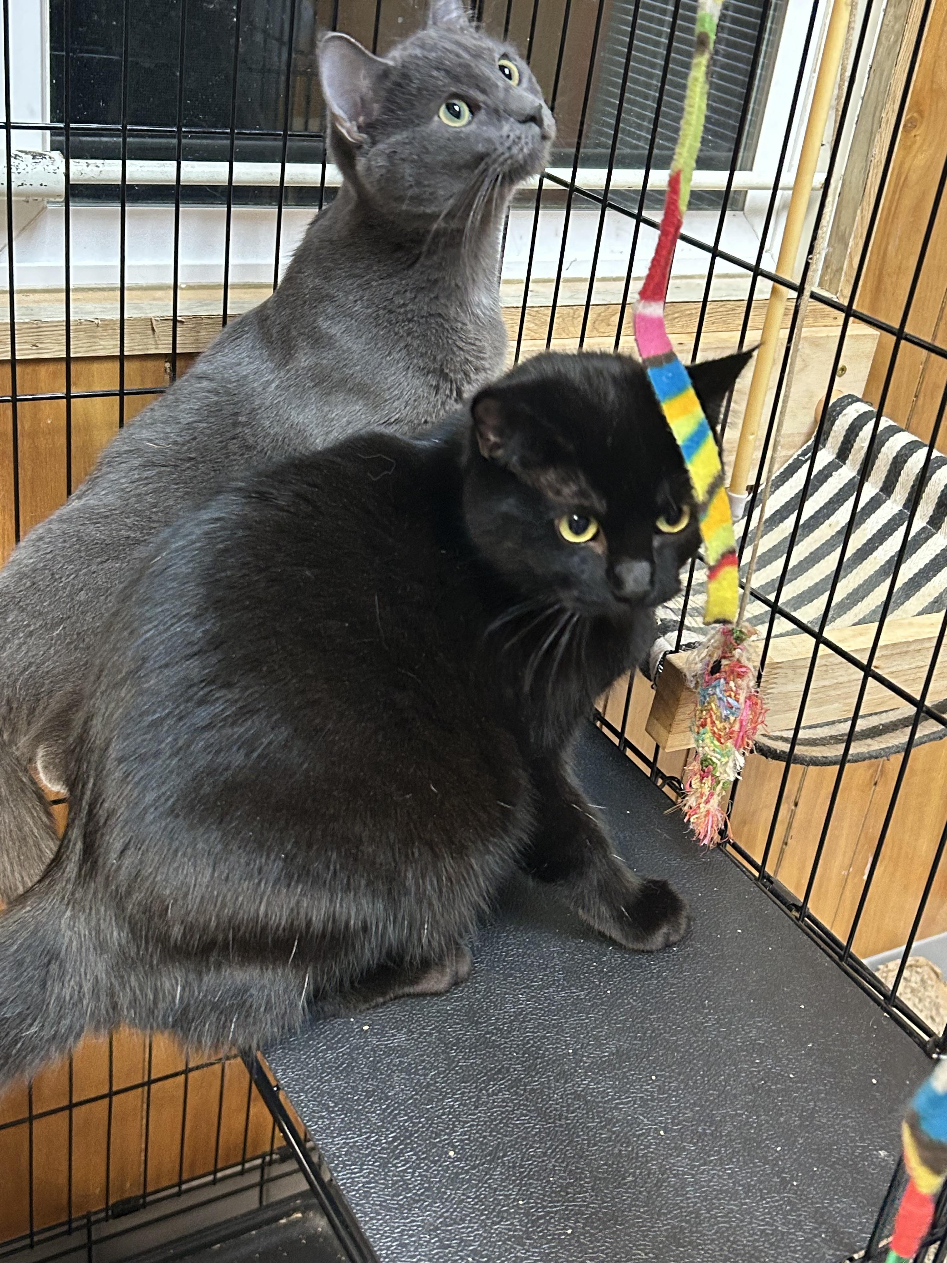 Enlarge Luna, a ADOPTABLE Domestic Short Hair in Kent, WA image 3/3