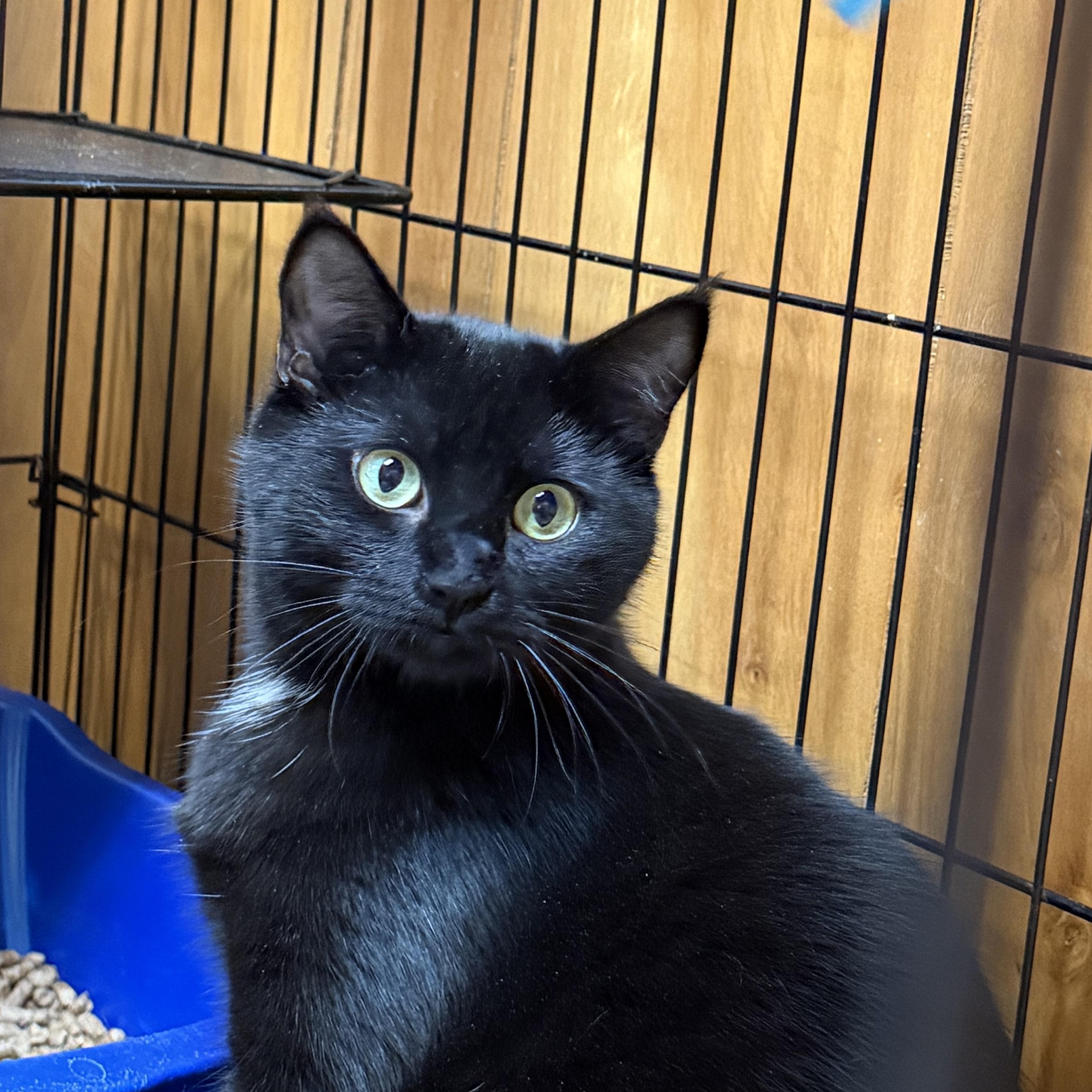 Enlarge Luna, a ADOPTABLE Domestic Short Hair in Kent, WA image 1/4