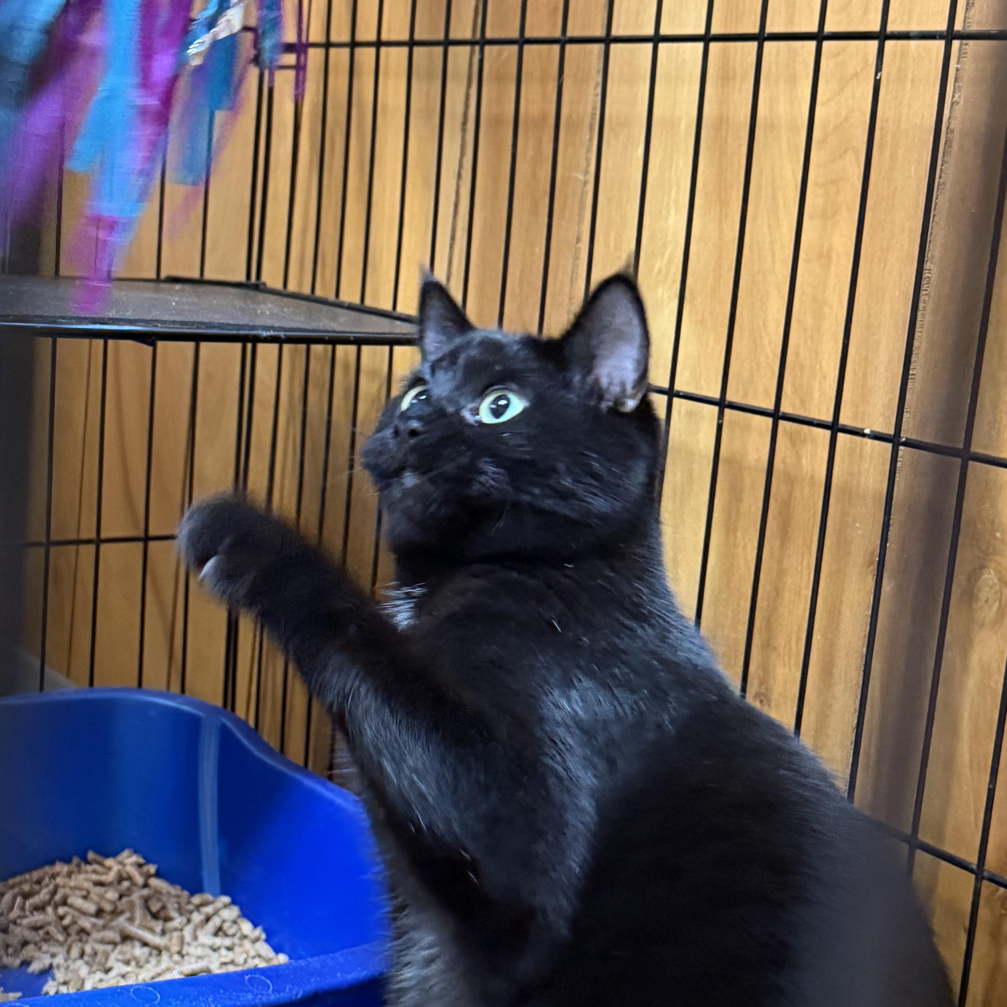 Luna, ADOPTABLE, Young Female Domestic Short Hair.