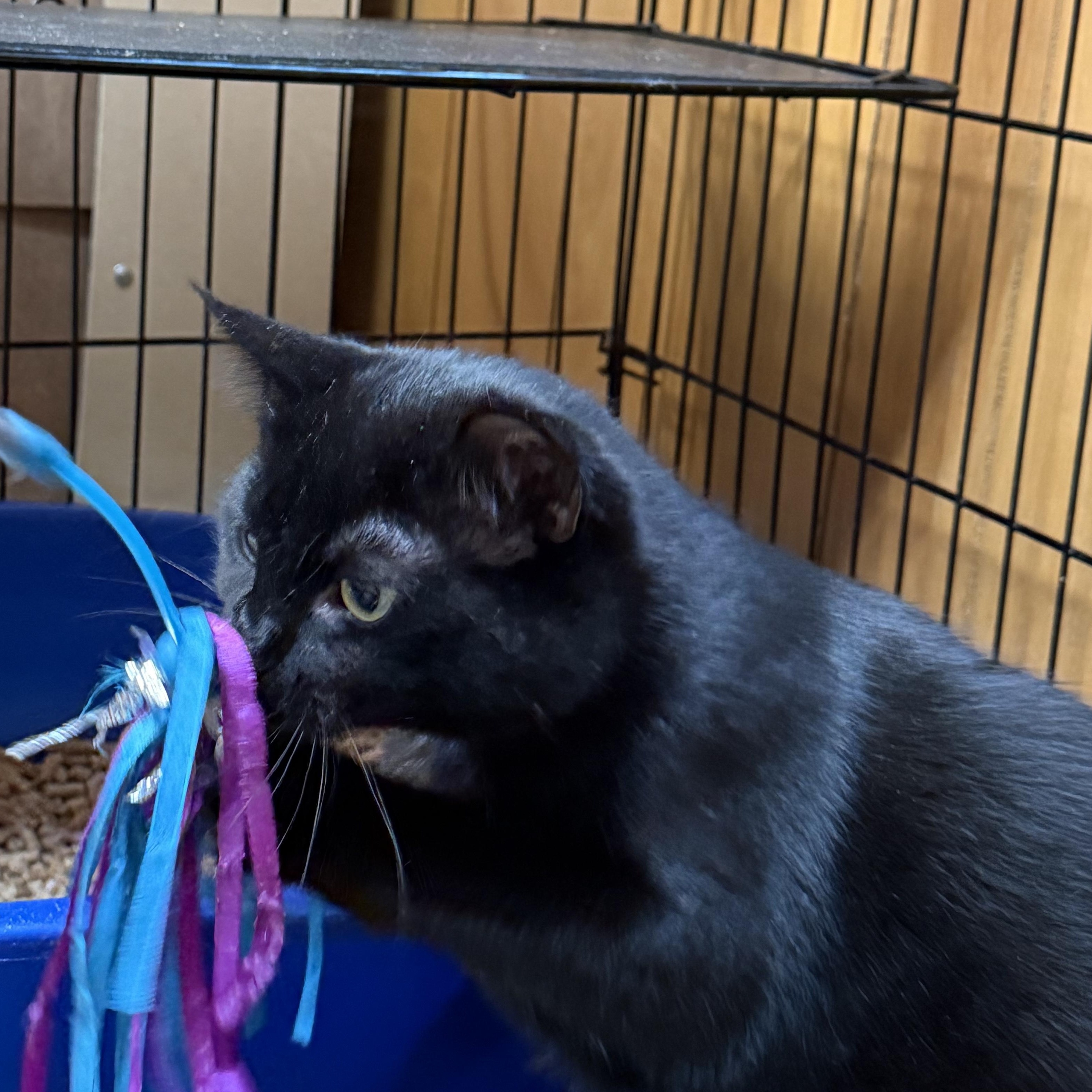 Enlarge Luna, a ADOPTABLE Domestic Short Hair in Kent, WA image 2/4