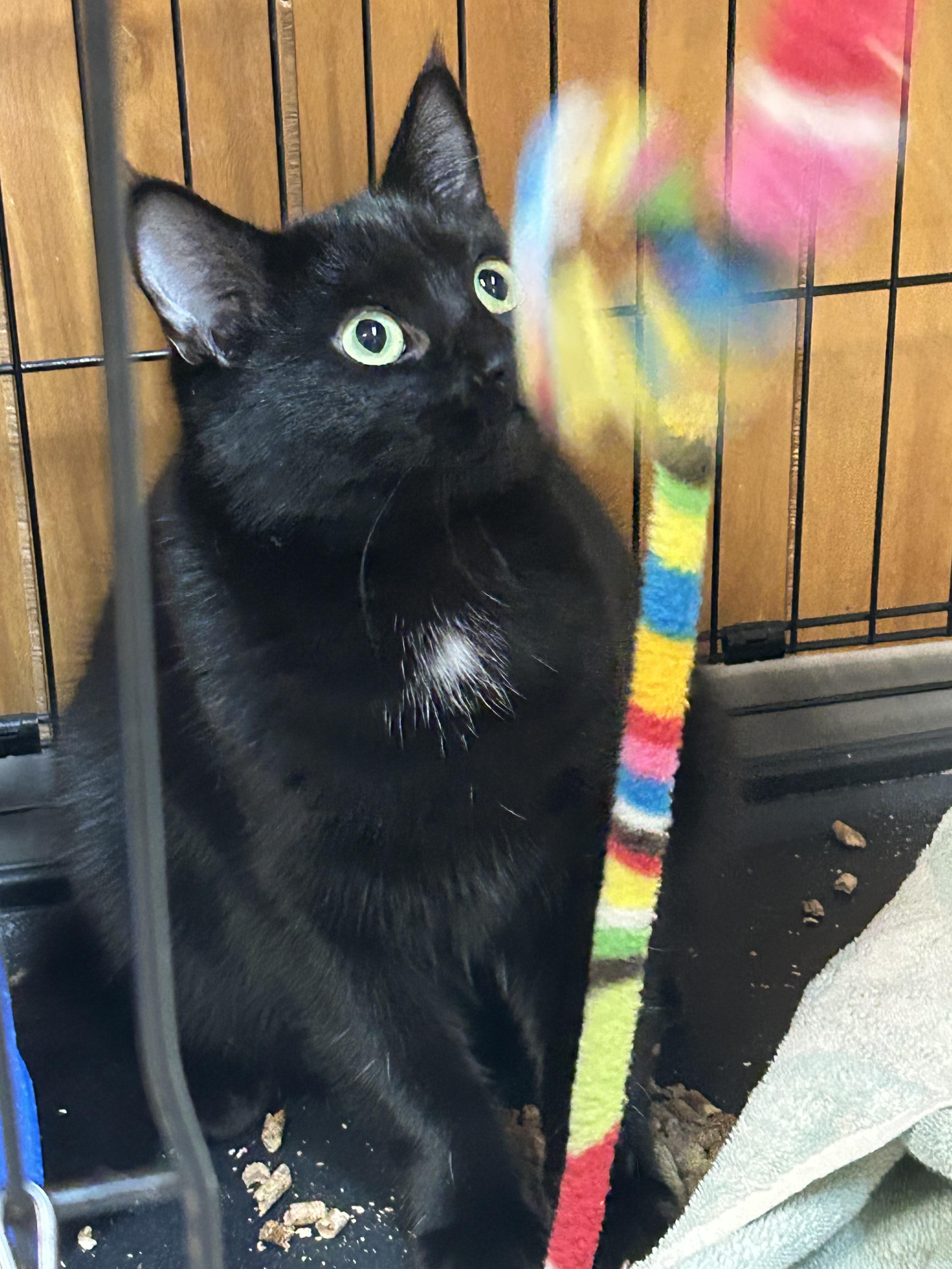 Luna, ADOPTABLE, Young Female Domestic Short Hair.