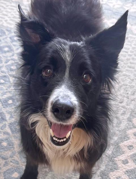 Olivia, ADOPTABLE, Adult Female Border Collie.