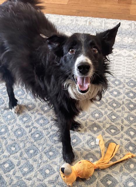 Enlarge Olivia, a ADOPTABLE Border Collie in Gloucester, VA image 2/3