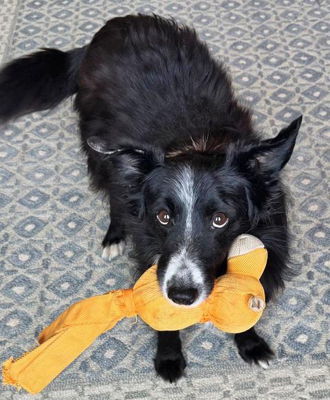 Enlarge Olivia, a ADOPTABLE Border Collie in Gloucester, VA image 3/3