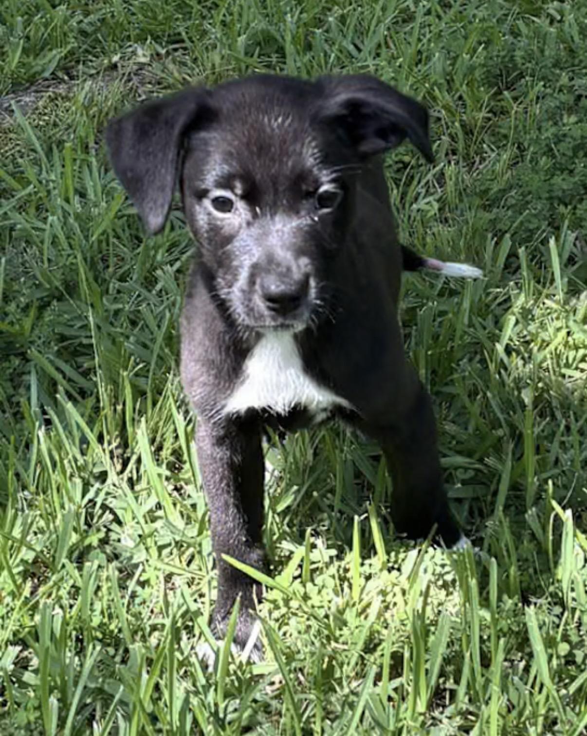 Enlarge Streak, an adopted mixed breed in Watertown, CT image 1/4