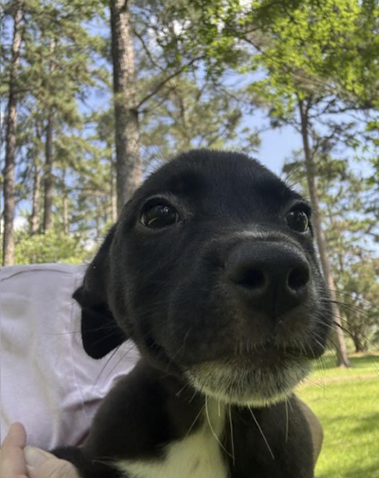 Enlarge Streak, an adopted mixed breed in Watertown, CT image 4/4
