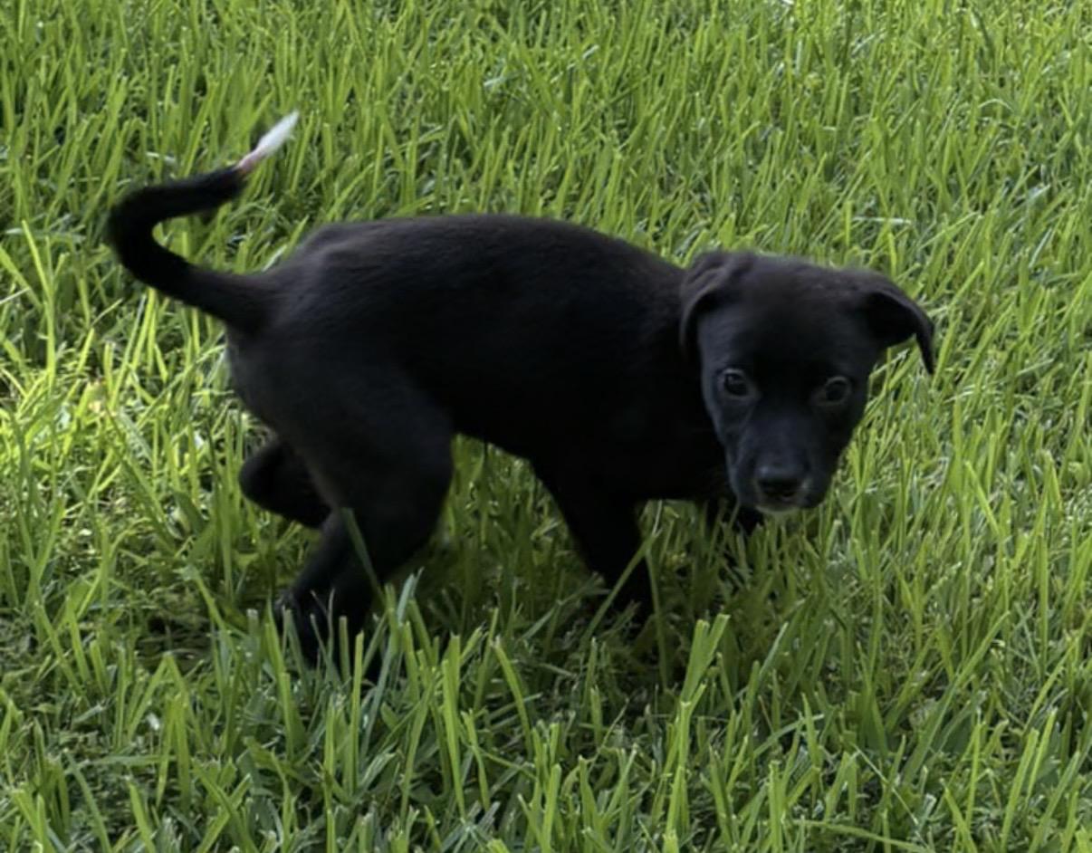 Enlarge Streak, an adopted mixed breed in Watertown, CT image 3/4