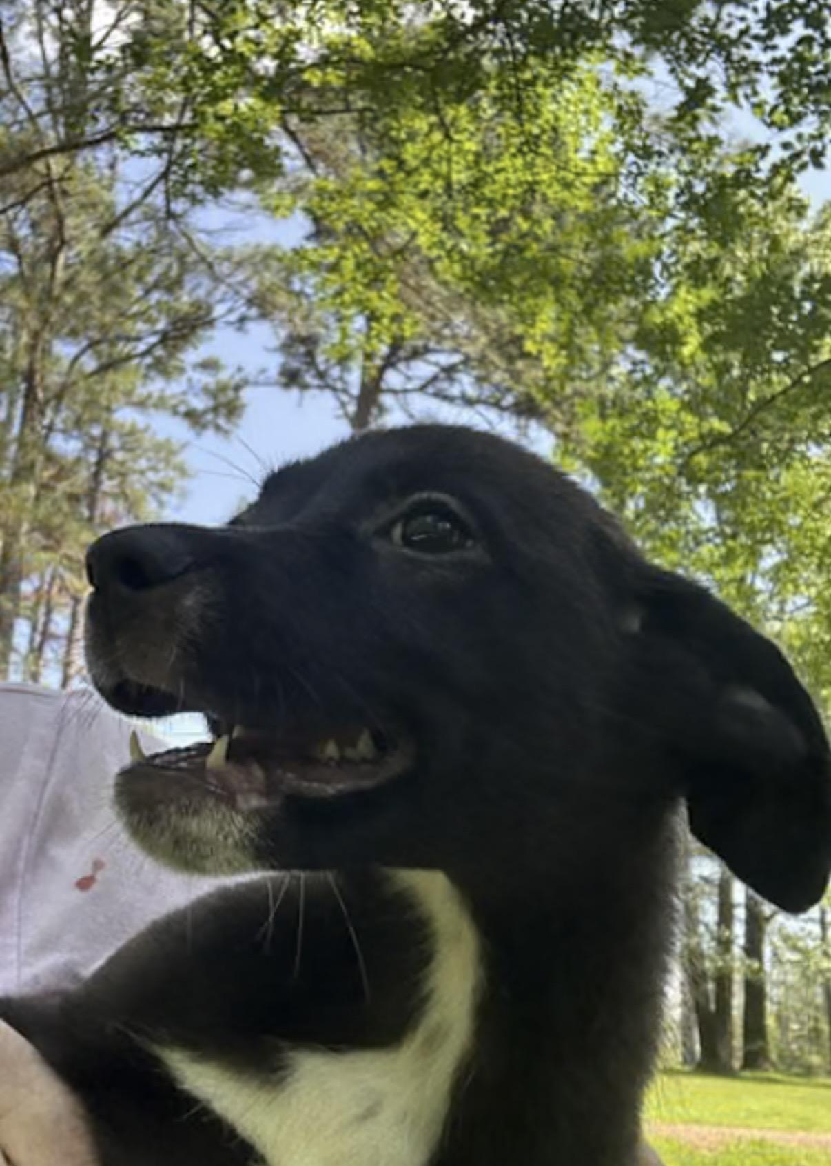 Enlarge Streak, an adopted mixed breed in Watertown, CT image 2/4