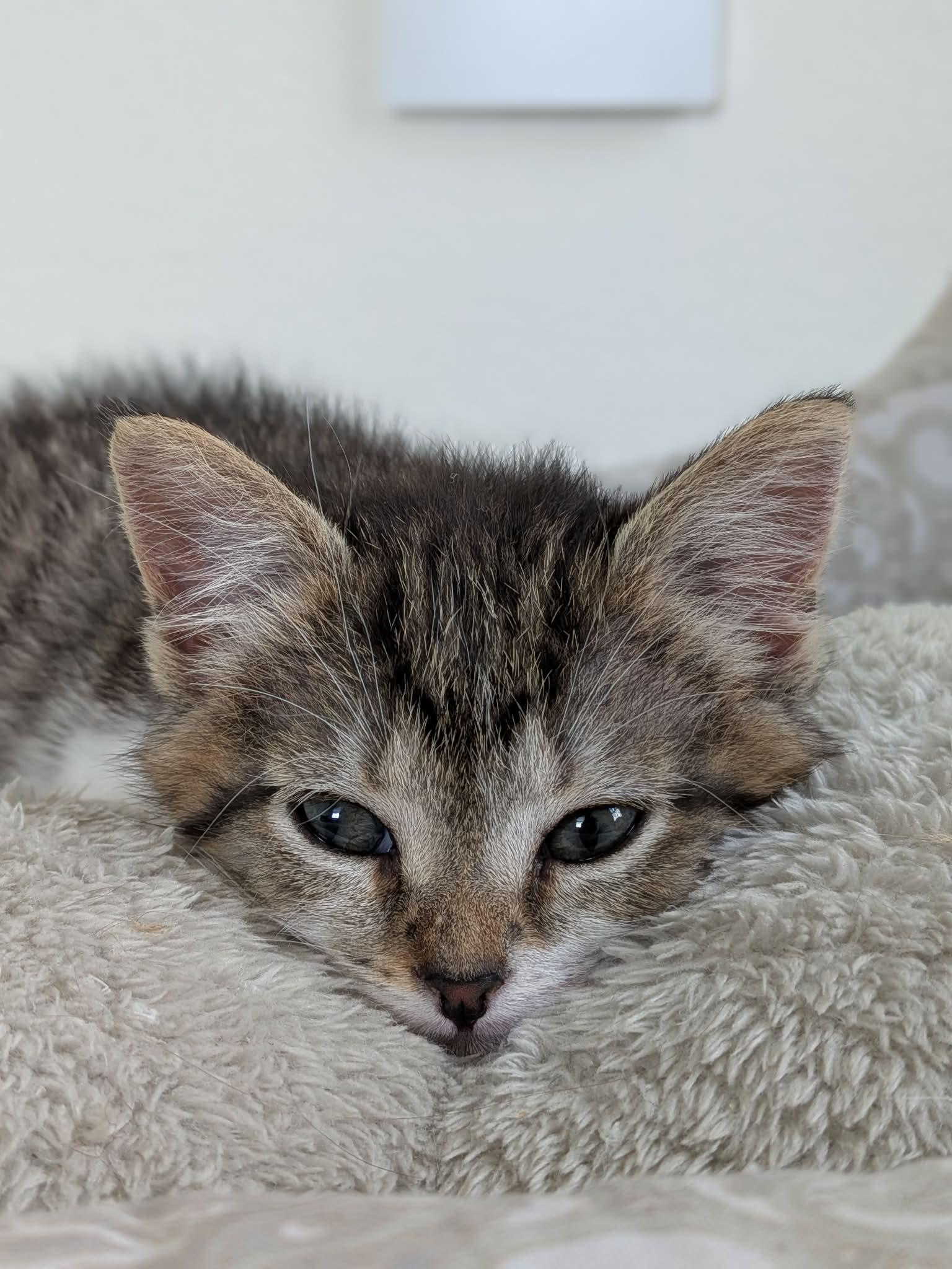 Purpura, ADOPTABLE, Kitten Female Domestic Short Hair.