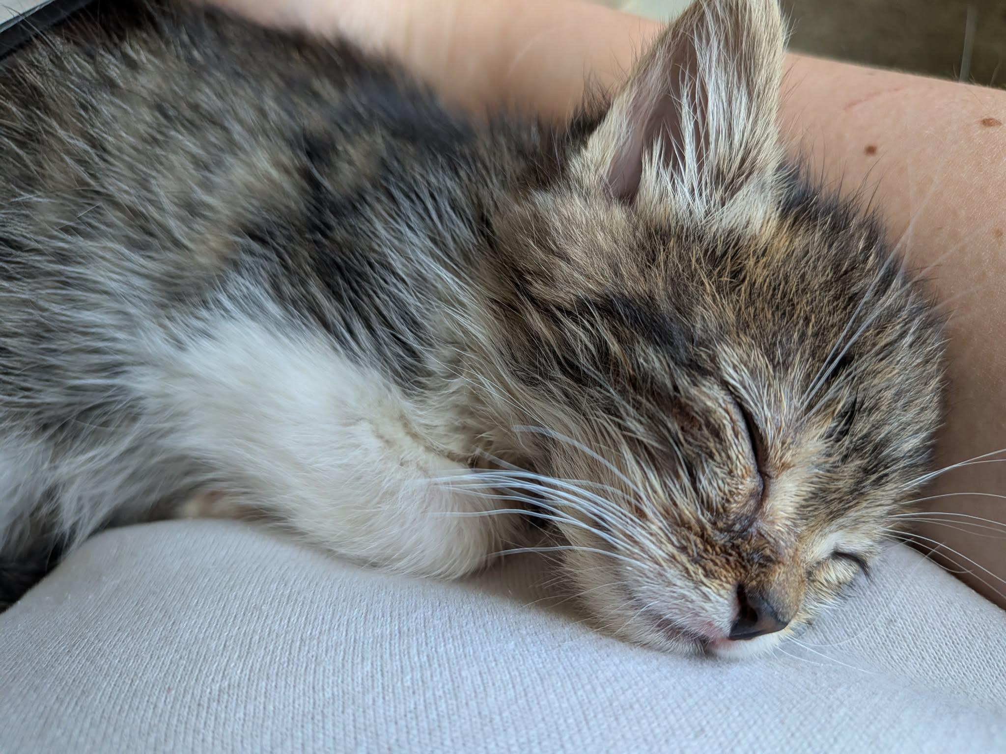 Purpura, a ADOPTABLE Domestic Short Hair in Milwaukee, WI image 5/6