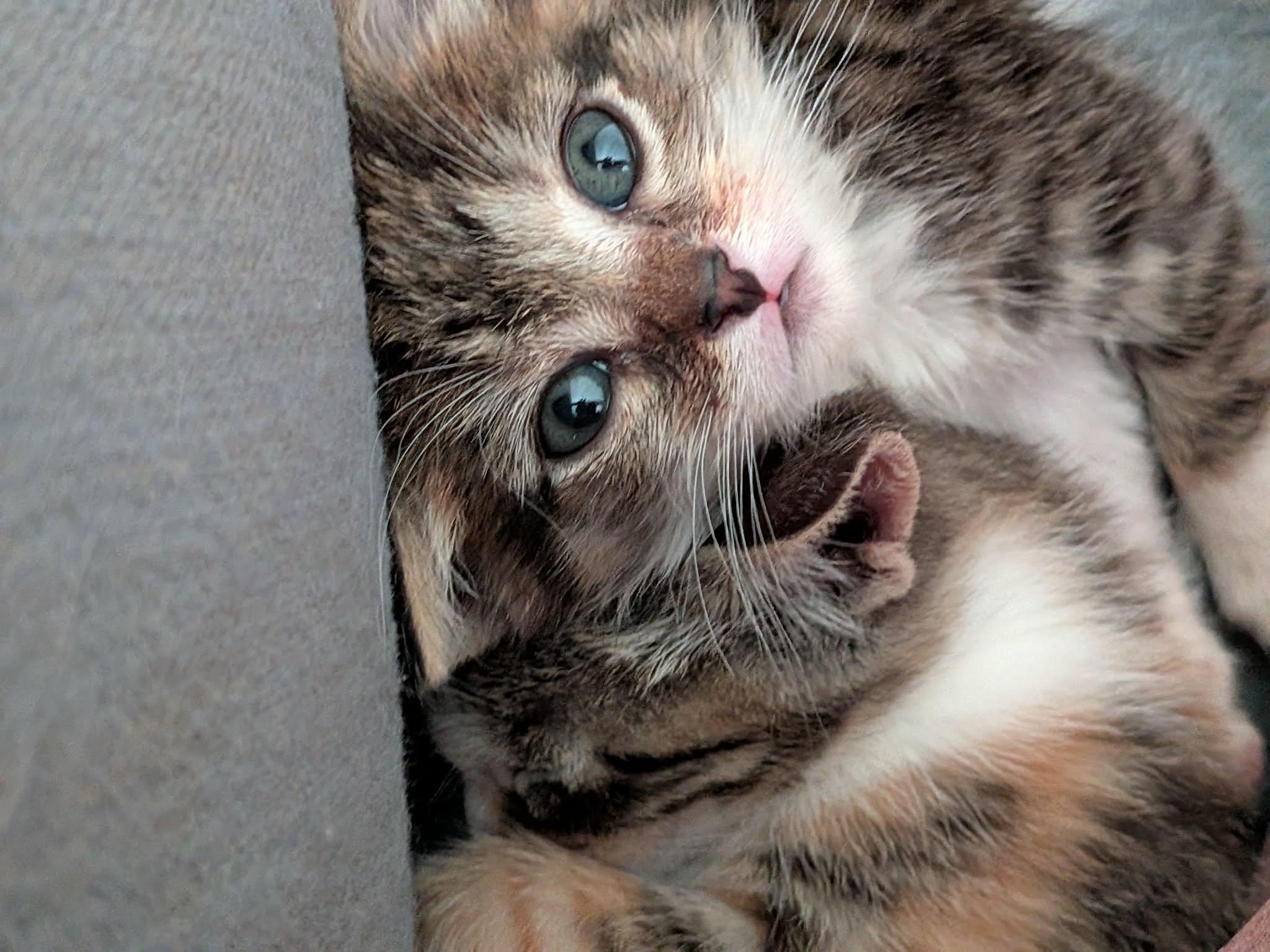 Purpura, a ADOPTABLE Domestic Short Hair in Milwaukee, WI image 4/6