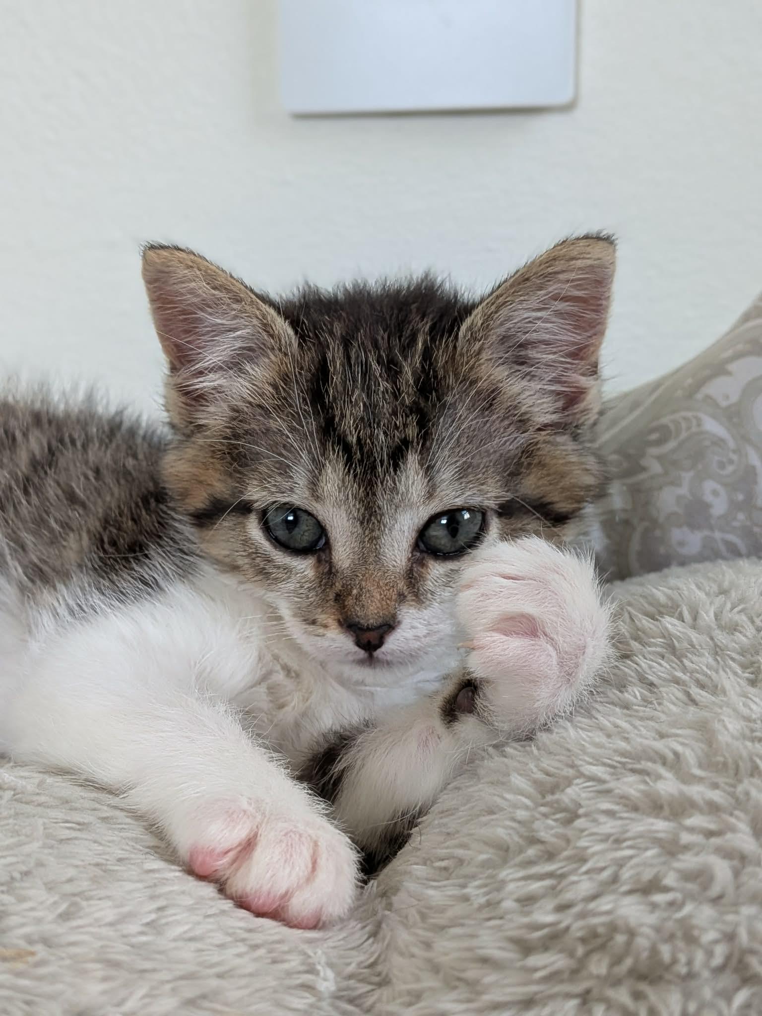 Purpura, a ADOPTABLE Domestic Short Hair in Milwaukee, WI image 6/6