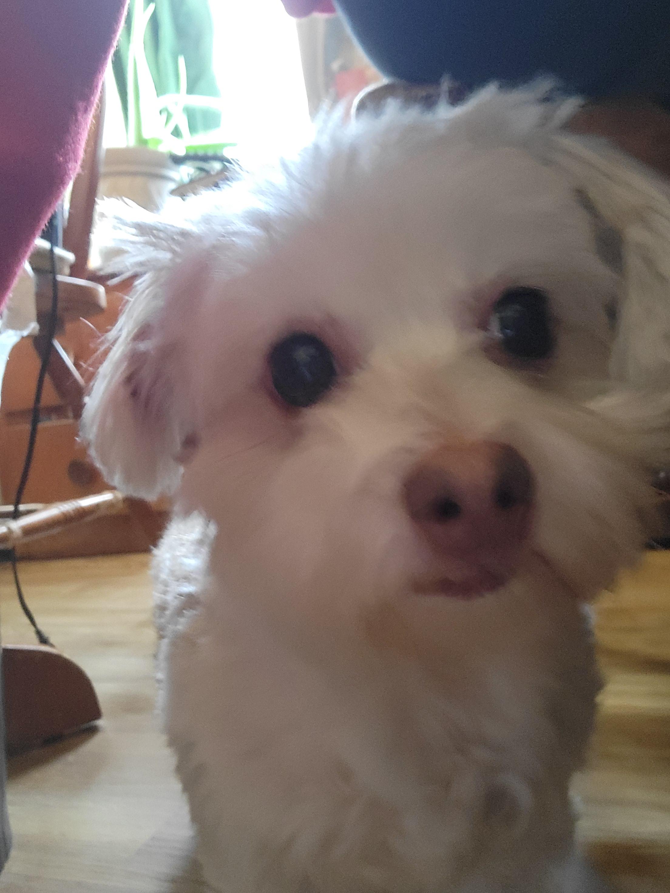 Enlarge Pretzel, an adopted mixed breed in Rocky Mount, NC image 1/1