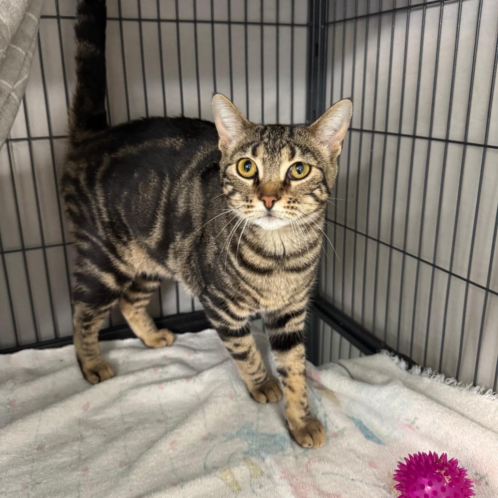 Enlarge Magnolia (Maggie), a Adoptable mixed breed in Mount Vernon, IL image 2/2