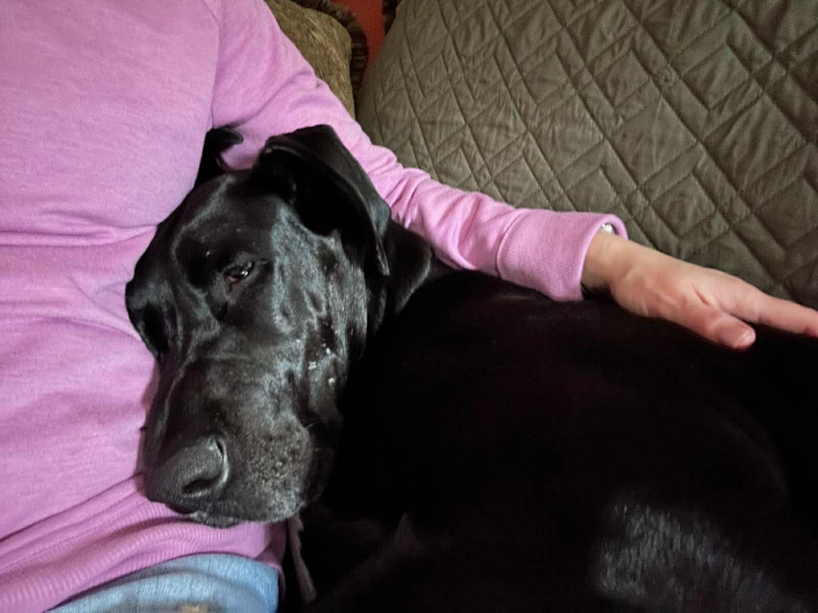 Enlarge MILLIE MAE, a Adoptable Great Dane in SAVANNAH, GA image 5/6