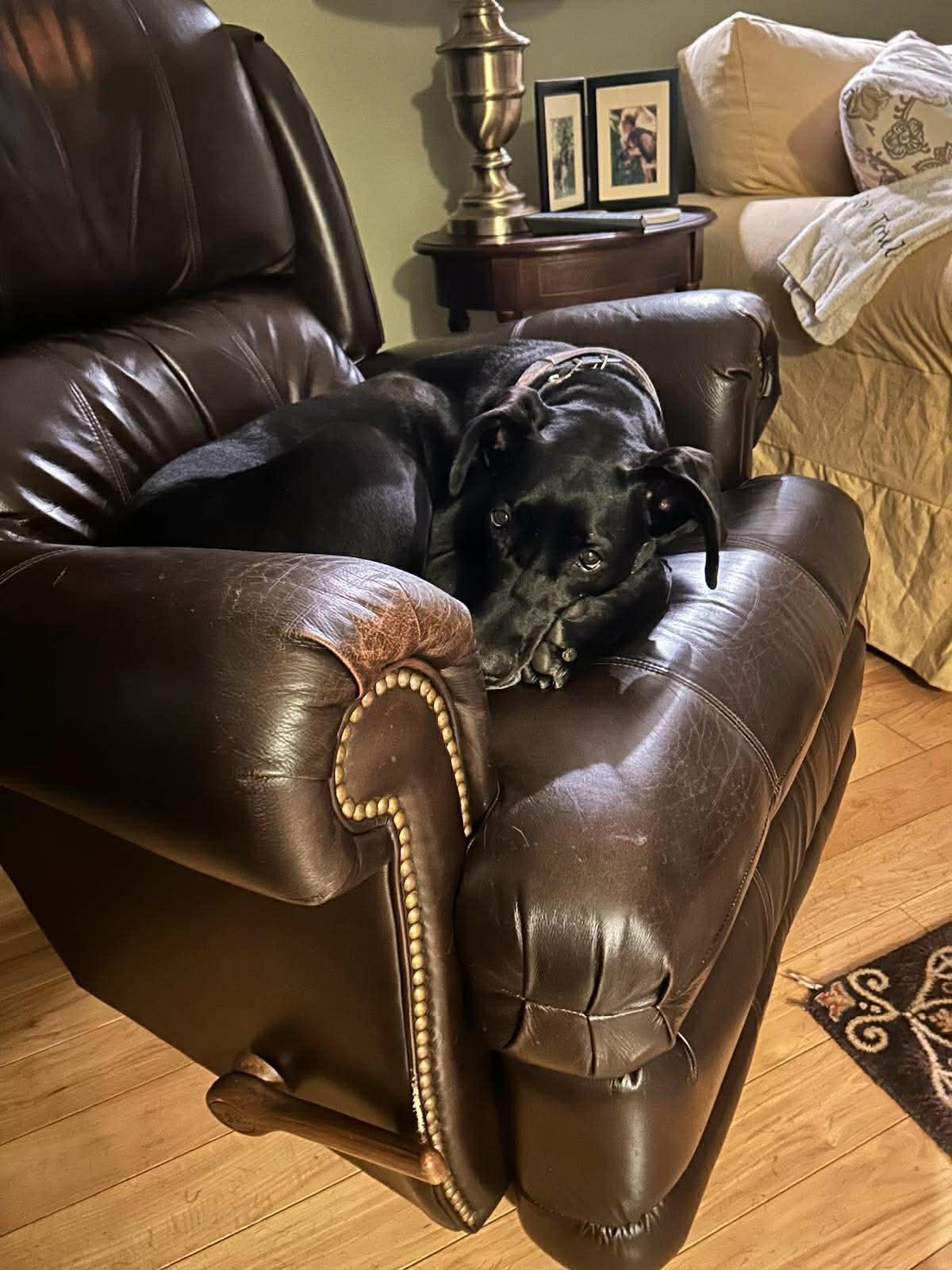 Enlarge MILLIE MAE, a Adoptable Great Dane in SAVANNAH, GA image 3/6