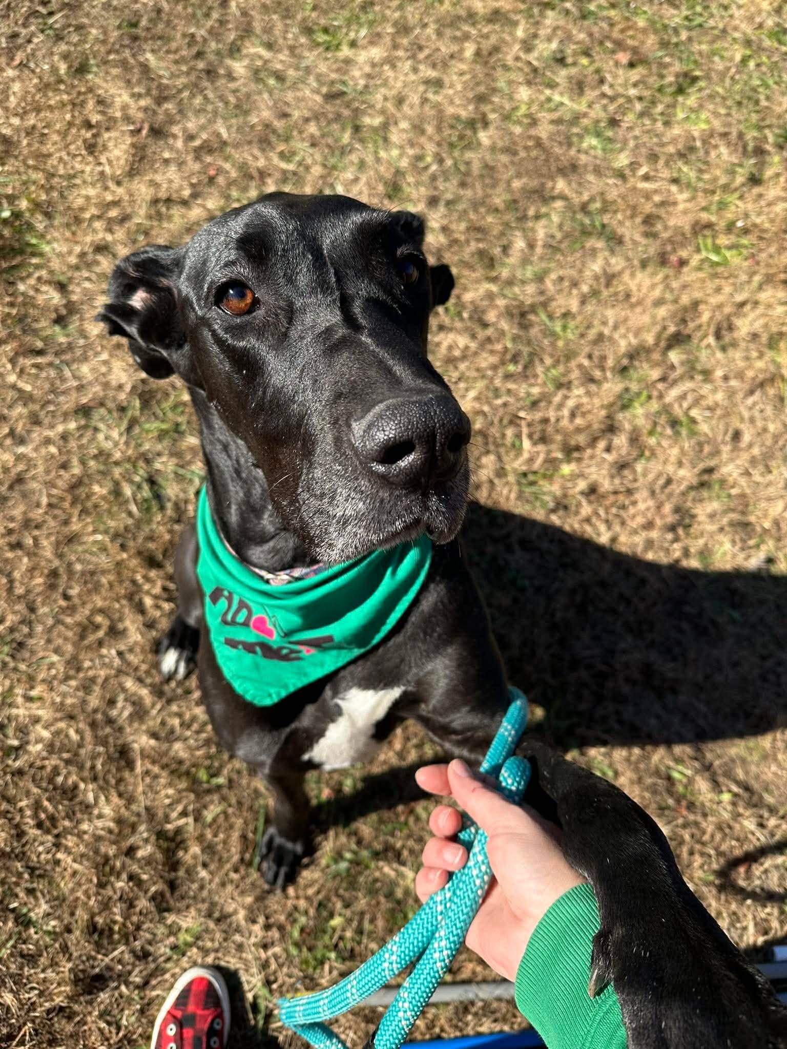 Enlarge MILLIE MAE, a Adoptable Great Dane in SAVANNAH, GA image 4/6